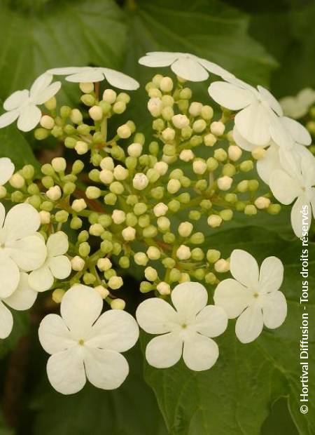 © Hortival Diffusion - Tous droits réservés