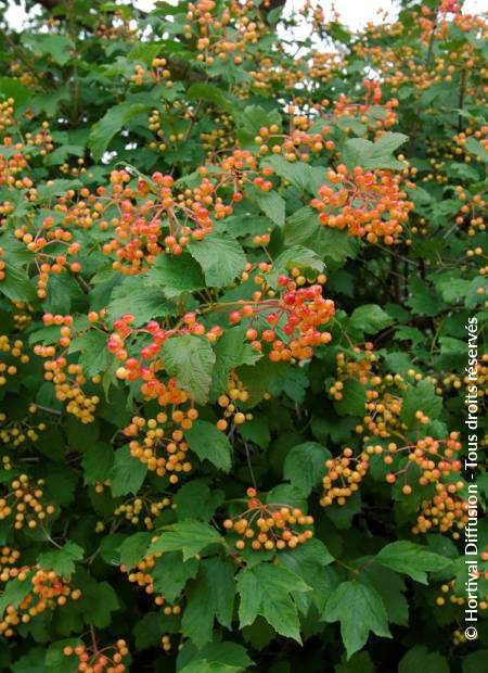 © Hortival Diffusion - Tous droits réservés