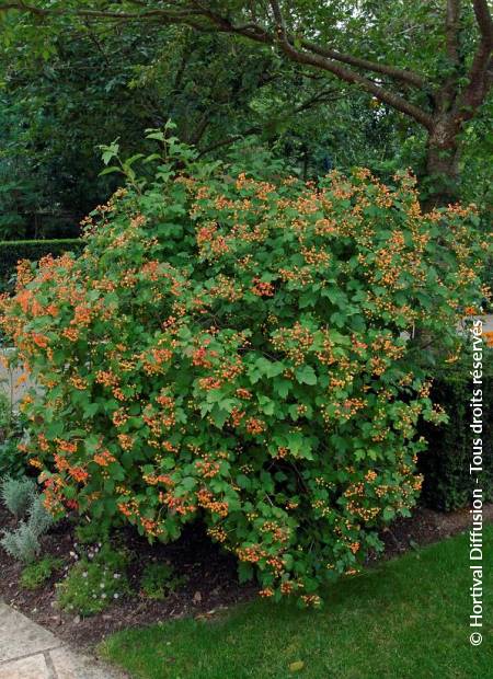 © Hortival Diffusion - Tous droits réservés