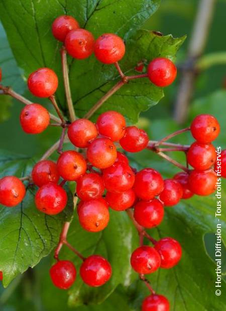 © Hortival Diffusion - Tous droits réservés