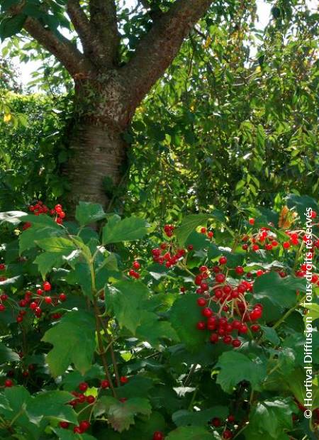 © Hortival Diffusion - Tous droits réservés