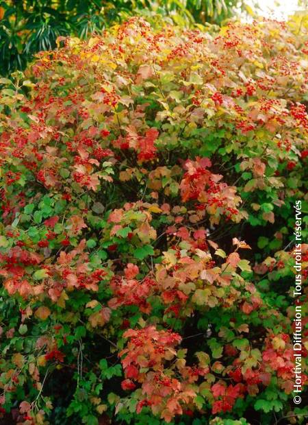 © Hortival Diffusion - Tous droits réservés