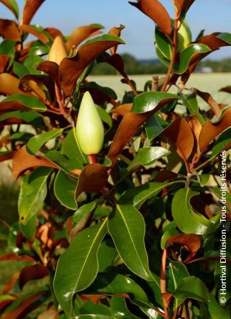 © Hortival Diffusion - Tous droits réservés