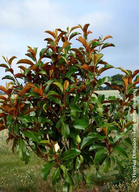 © Hortival Diffusion - Tous droits réservés