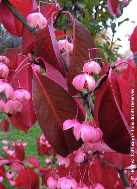 © Hortival Diffusion - Tous droits réservés