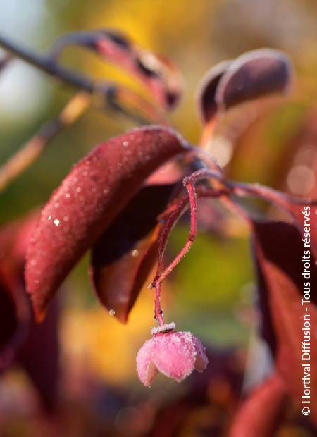 © Hortival Diffusion - Tous droits réservés