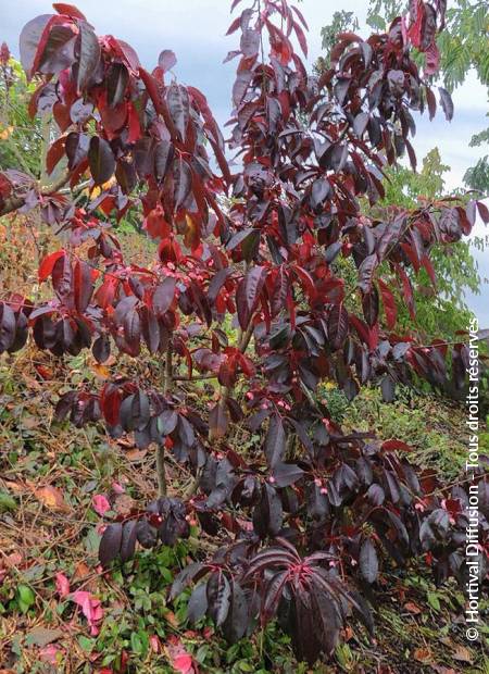 © Hortival Diffusion - Tous droits réservés