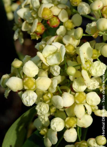 © Hortival Diffusion - Tous droits réservés