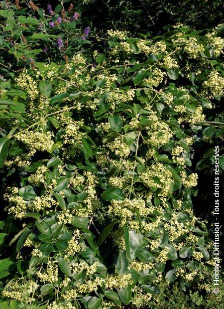 © Hortival Diffusion - Tous droits réservés