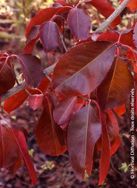 © Hortival Diffusion - Tous droits réservés