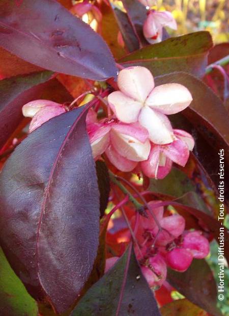 © Hortival Diffusion - Tous droits réservés