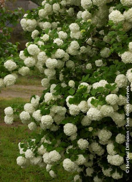 © Hortival Diffusion - Tous droits réservés