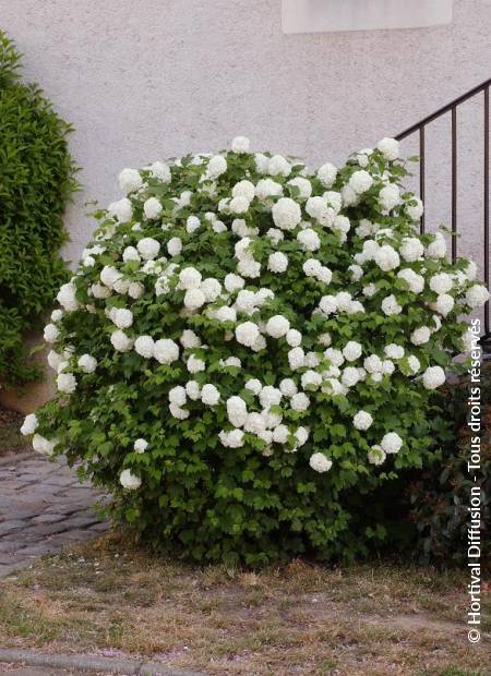 © Hortival Diffusion - Tous droits réservés