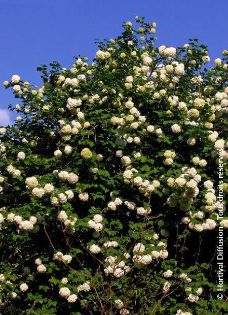 © Hortival Diffusion - Tous droits réservés