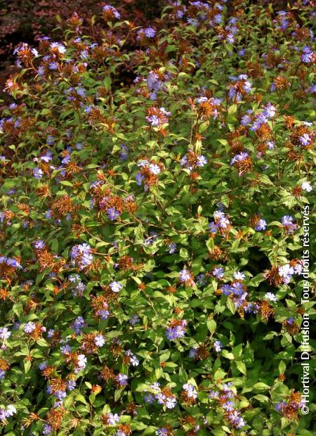 © Hortival Diffusion - Tous droits réservés