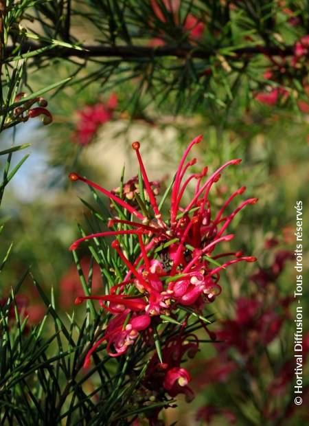 © Hortival Diffusion - Tous droits réservés