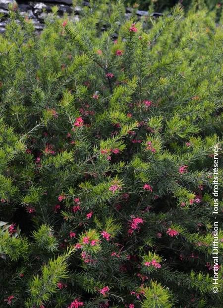 © Hortival Diffusion - Tous droits réservés