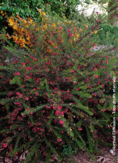 © Hortival Diffusion - Tous droits réservés