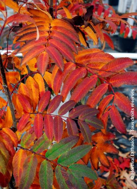 © Hortival Diffusion - Tous droits réservés