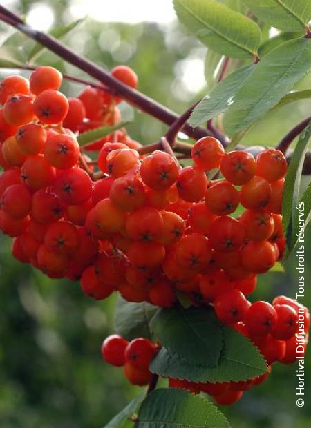 © Hortival Diffusion - Tous droits réservés