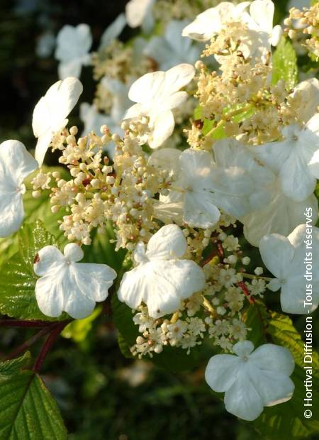 © Hortival Diffusion - Tous droits réservés