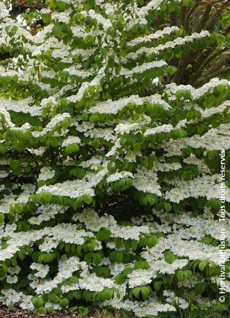 © Hortival Diffusion - Tous droits réservés