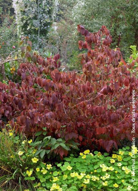 © Hortival Diffusion - Tous droits réservés