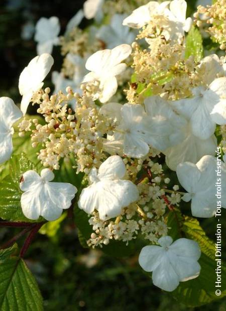 © Hortival Diffusion - Tous droits réservés