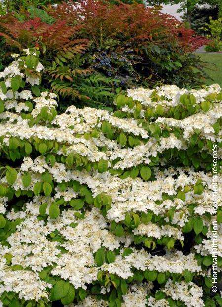 © Hortival Diffusion - Tous droits réservés