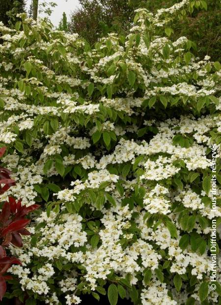 © Hortival Diffusion - Tous droits réservés