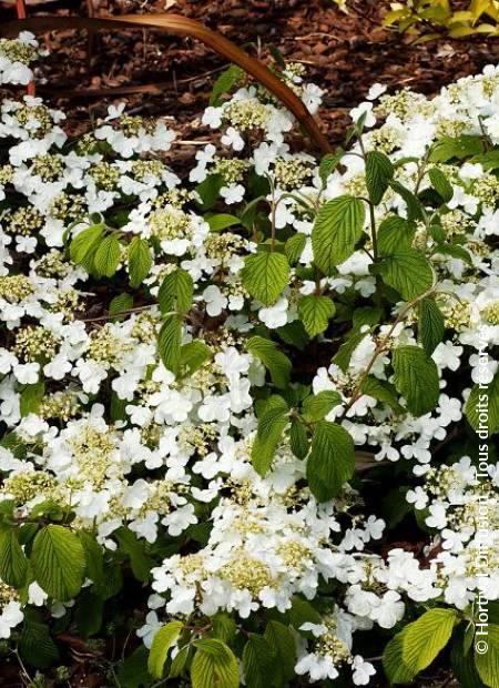 © Hortival Diffusion - Tous droits réservés