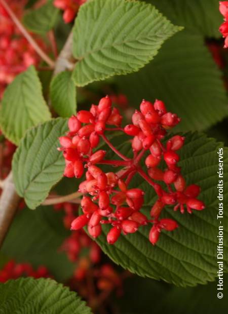 © Hortival Diffusion - Tous droits réservés