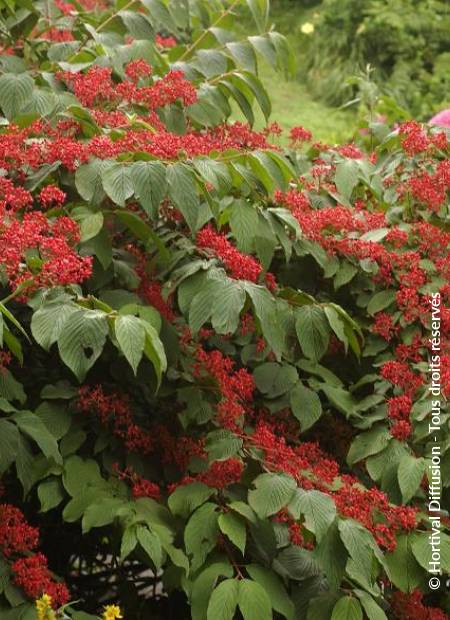 © Hortival Diffusion - Tous droits réservés