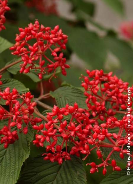 © Hortival Diffusion - Tous droits réservés