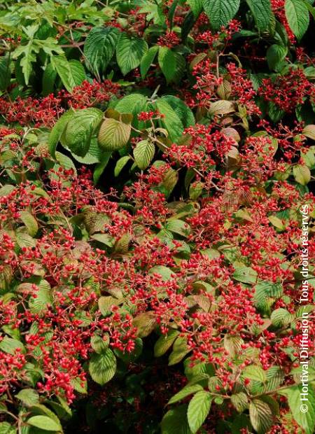 © Hortival Diffusion - Tous droits réservés