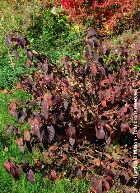 © Hortival Diffusion - Tous droits réservés