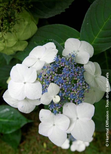 © Hortival Diffusion - Tous droits réservés