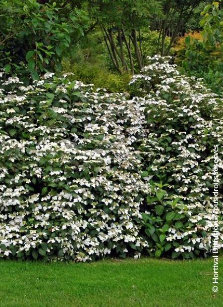 © Hortival Diffusion - Tous droits réservés