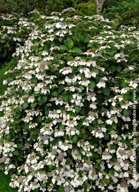 © Hortival Diffusion - Tous droits réservés