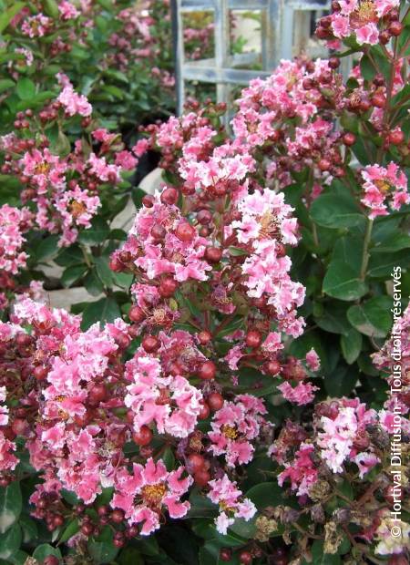 © Hortival Diffusion - Tous droits réservés