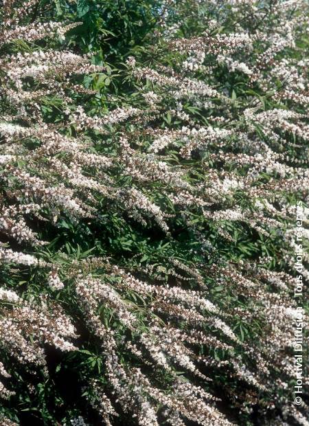 © Hortival Diffusion - Tous droits réservés