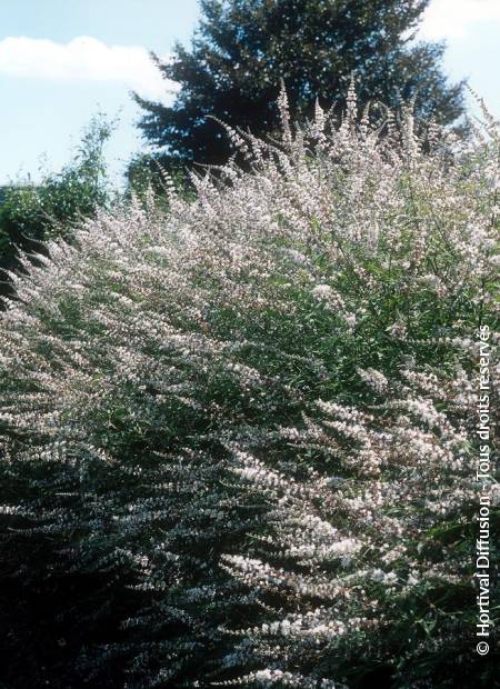 © Hortival Diffusion - Tous droits réservés