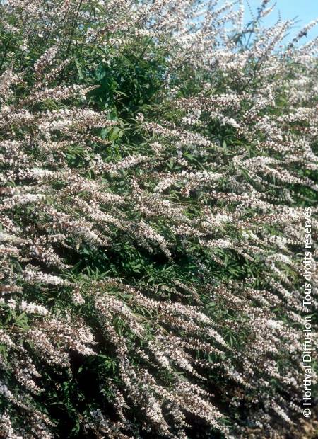 © Hortival Diffusion - Tous droits réservés