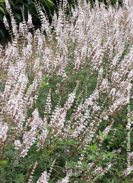 © Hortival Diffusion - Tous droits réservés