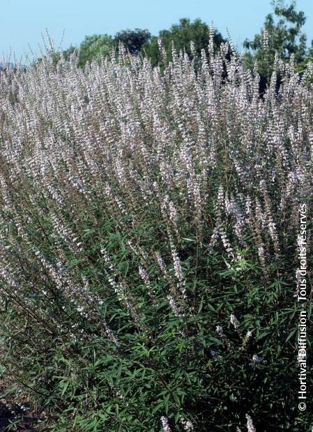 © Hortival Diffusion - Tous droits réservés