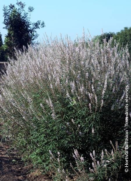 © Hortival Diffusion - Tous droits réservés