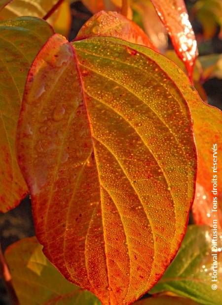 © Hortival Diffusion - Tous droits réservés