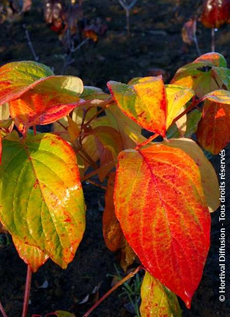 © Hortival Diffusion - Tous droits réservés