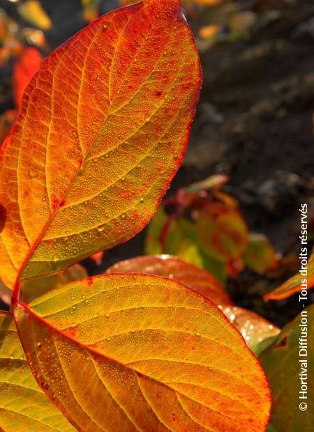 © Hortival Diffusion - Tous droits réservés