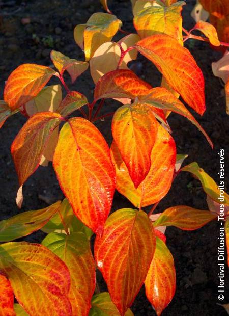 © Hortival Diffusion - Tous droits réservés